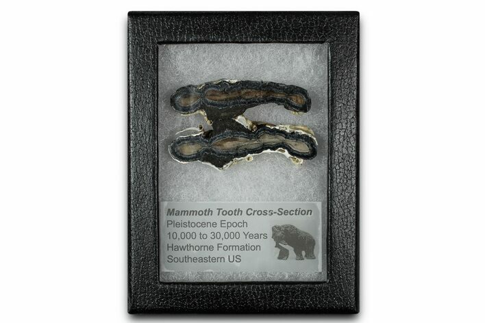 Mammoth Molar Slice With Case - South Carolina #349986